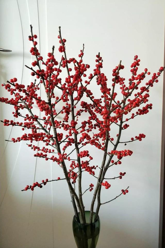 新年养盆吉祥树,天越冷越红火,看着喜庆还比养花省心