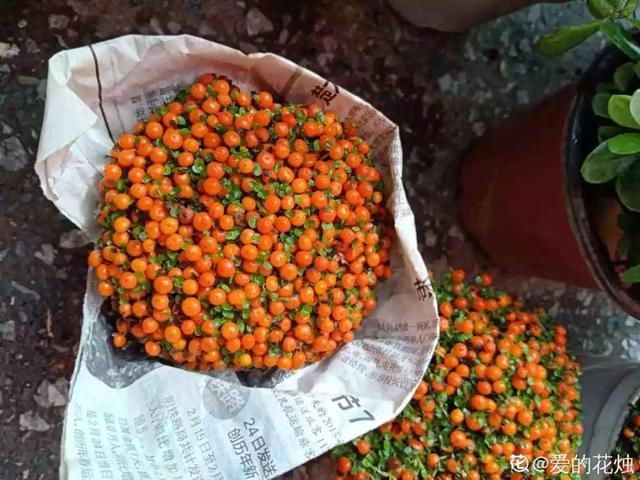 新年养盆吉祥树,天越冷越红火,看着喜庆还比养花省心