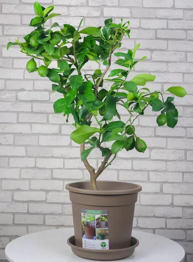 新年养盆吉祥树,天越冷越红火,看着喜庆还比养花省心