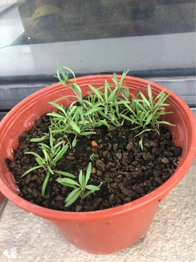 新年养盆吉祥树,天越冷越红火,看着喜庆还比养花省心