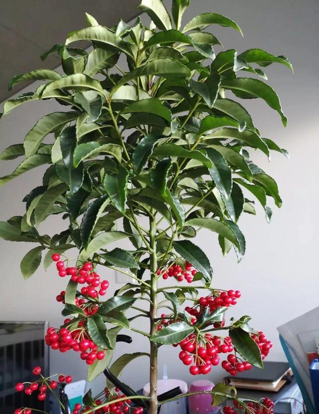 新年养盆吉祥树,天越冷越红火,看着喜庆还比养花省心