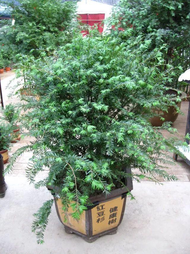 新年养盆吉祥树,天越冷越红火,看着喜庆还比养花省心