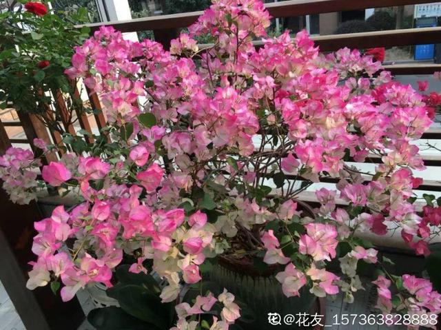 7种花浇点“万能水”，3天黄叶变绿叶，呼呼开出满盆花