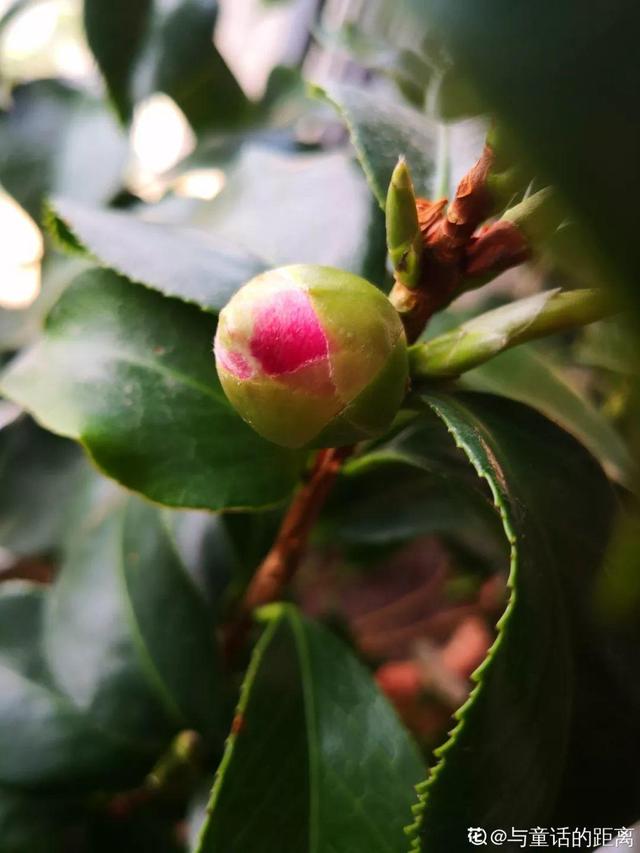 7种花浇点“万能水”，3天黄叶变绿叶，呼呼开出满盆花