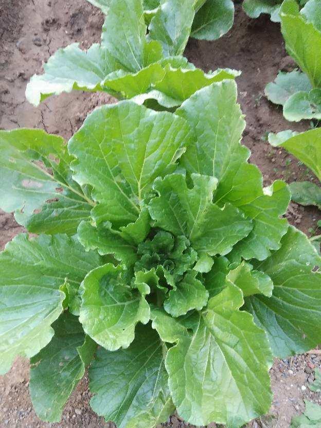 种的白菜散的像抹布,邻居家的却紧实像足球,原来是这么种出来的