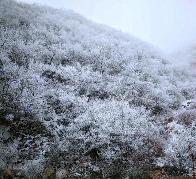 快收藏！未来一个月，洛阳这十家景区对全国游客免费开放