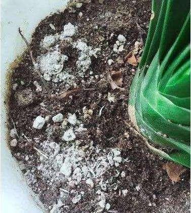 冬天淘米水黄豆水“谨慎”使用，2种“灰”撒盆里，花根又粗又壮