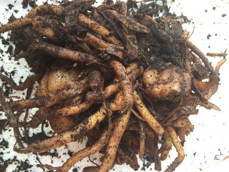 冬天淘米水黄豆水“谨慎”使用,2种“灰”撒盆里,花根又粗又壮