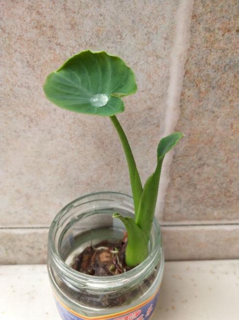 只要一个杯子,还你一个菜园,不花一分钱