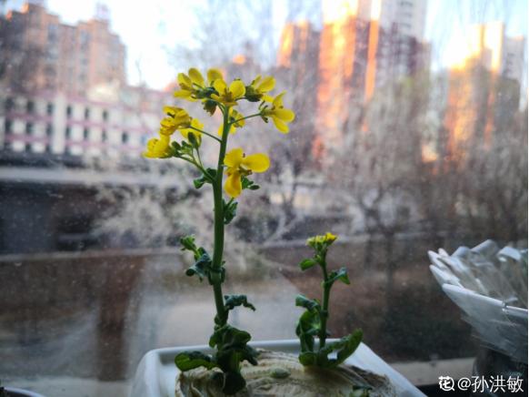 只要一个杯子,还你一个菜园,不花一分钱