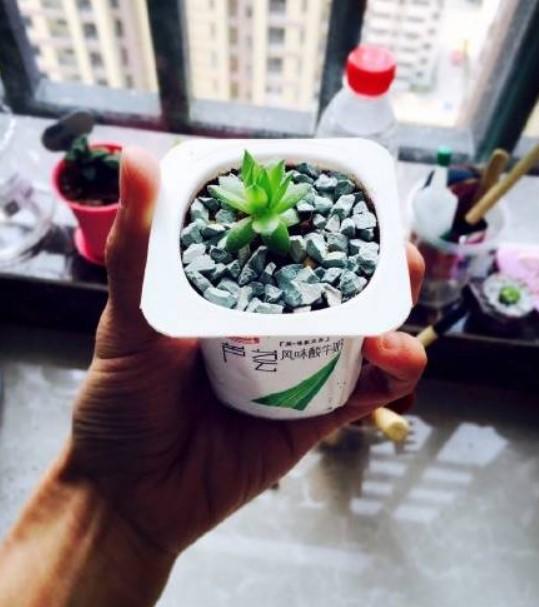 一个鸡蛋壳,一个洗衣液,就能做出多肉花盆,比买来的都好看