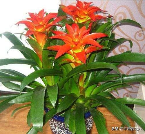 春节前逛花市,3种“年宵花”赶紧买,喜庆、上档次,节日氛围浓