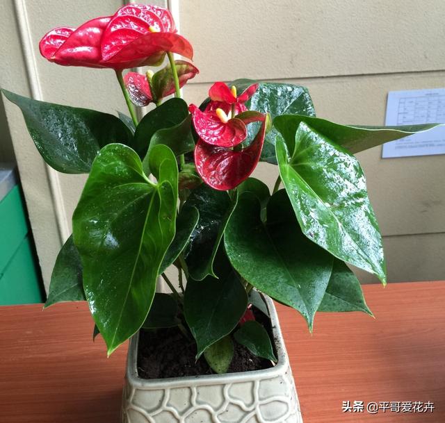 春节前逛花市,3种“年宵花”赶紧买,喜庆、上档次,节日氛围浓