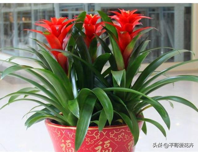 春节前逛花市,3种“年宵花”赶紧买,喜庆、上档次,节日氛围浓