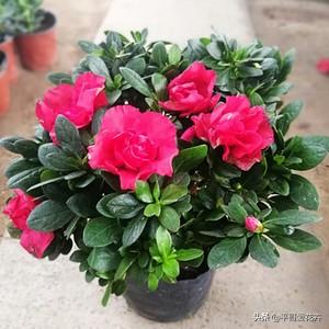 春节前逛花市,3种“年宵花”赶紧买,喜庆、上档次,节日氛围浓