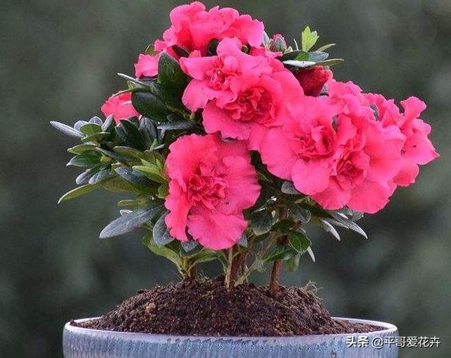 春节前逛花市,3种“年宵花”赶紧买,喜庆、上档次,节日氛围浓