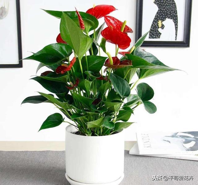 春节前逛花市,3种“年宵花”赶紧买,喜庆、上档次,节日氛围浓