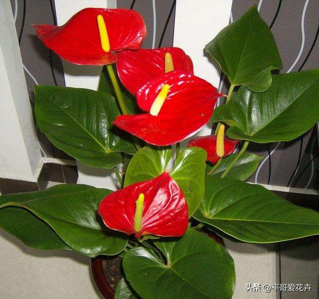 春节前逛花市,3种“年宵花”赶紧买,喜庆、上档次,节日氛围浓