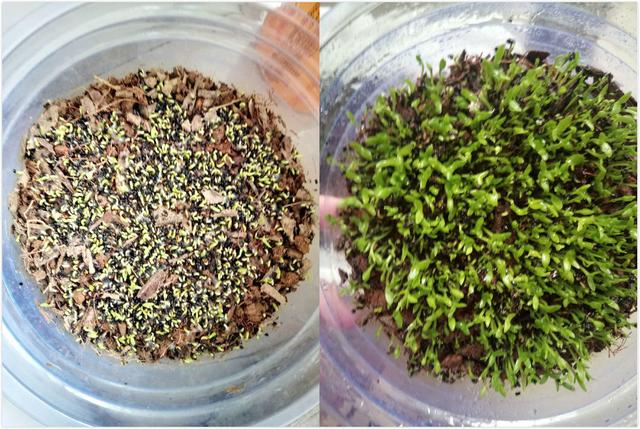 火龙果切两半,挖出种子埋土里,还能结出沉甸甸的红果子