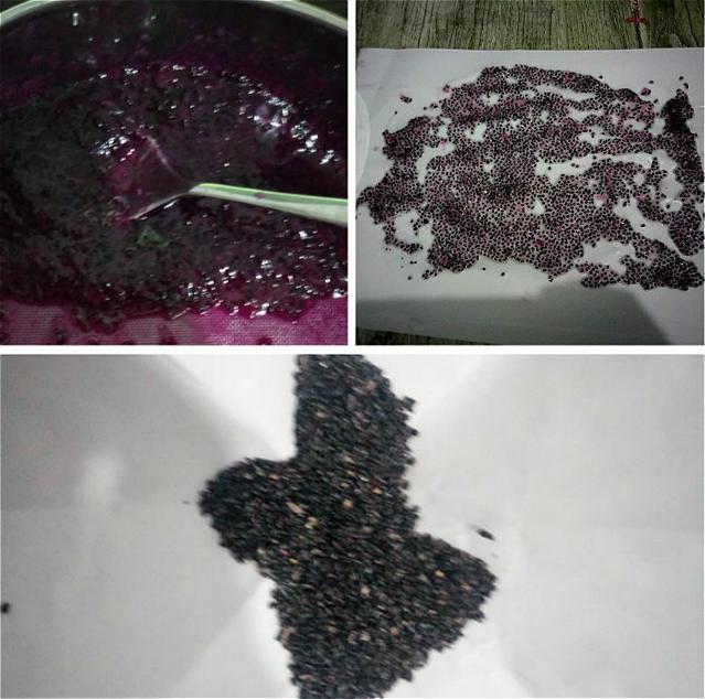火龙果切两半,挖出种子埋土里,还能结出沉甸甸的红果子