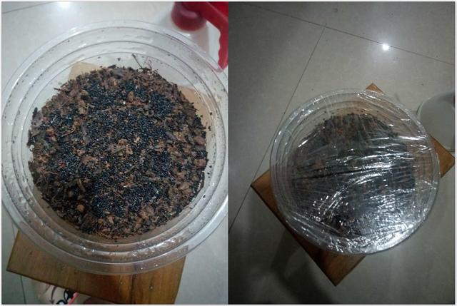 火龙果切两半,挖出种子埋土里,还能结出沉甸甸的红果子