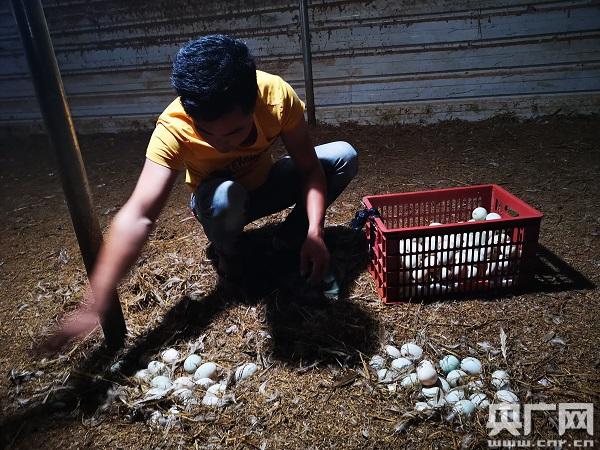 「新春走基层·脱贫攻坚一线见闻」海南薛宅村:昔日留不住 今日竞归来