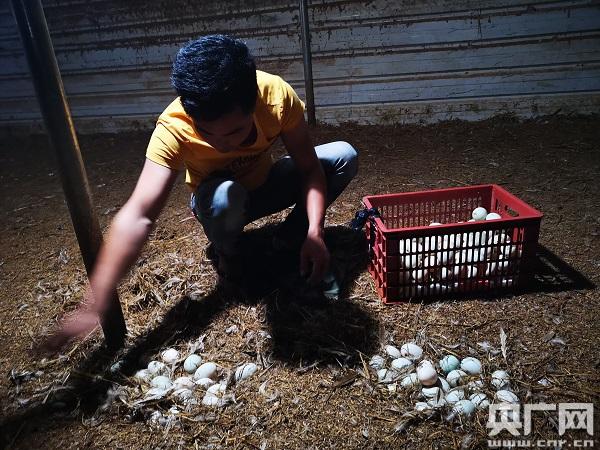 「新春走基层·脱贫攻坚一线见闻」海南薛宅村：昔日留不住 今日竞归来