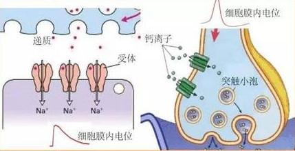 心率增快的高血压该如何选药?