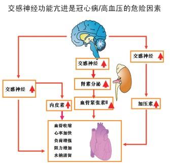 心率增快的高血压该如何选药?
