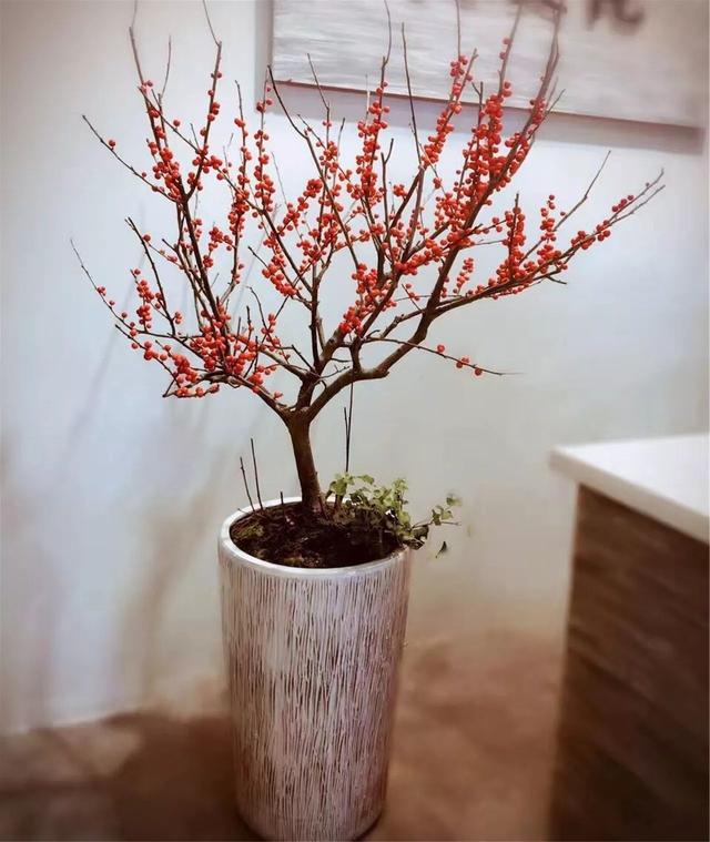 家养银柳、越来越有!2020年春节“很火”的3种花,你知道吗?