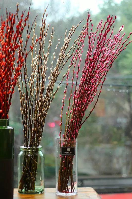 家养银柳、越来越有！2020年春节“很火”的3种花，你知道吗？