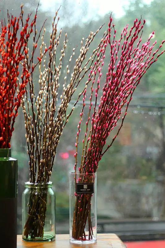 家养银柳、越来越有!2020年春节“很火”的3种花,你知道吗?