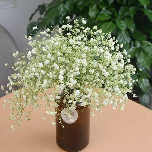 家养银柳、越来越有!2020年春节“很火”的3种花,你知道吗?