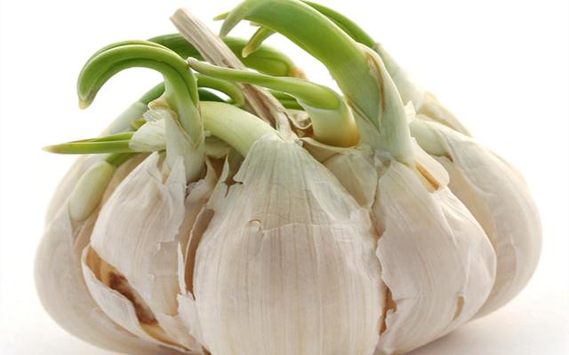 “发芽”的食物营养也不少,这四种食物,别扔了