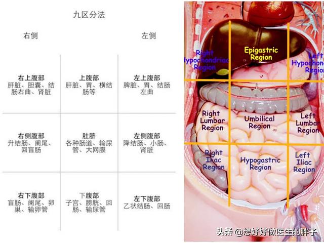 左侧腹部疼痛,常见的原因有哪些?做哪些检查可以初步诊断呢