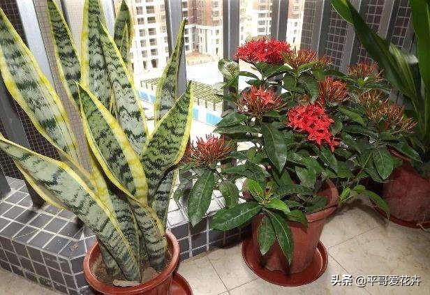 厨房里的“1种垃圾”别扔,养花盆里掺一点,枝叶茂盛、开花艳