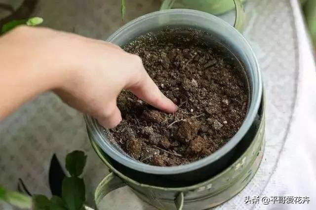 厨房里的“1种垃圾”别扔,养花盆里掺一点,枝叶茂盛、开花艳