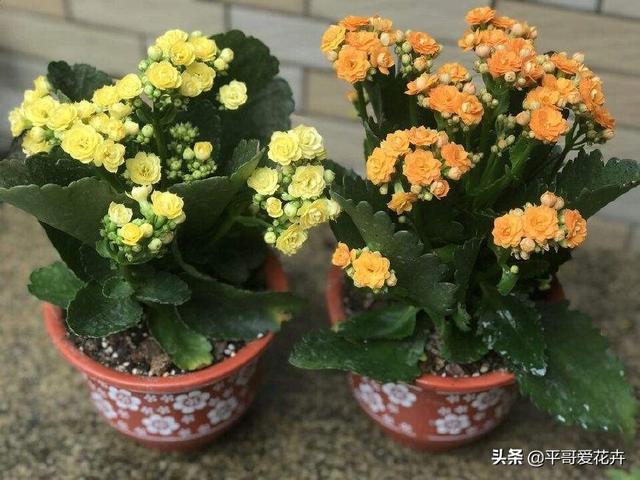 厨房里的“1种垃圾”别扔,养花盆里掺一点,枝叶茂盛、开花艳