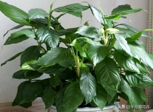 厨房里的“1种垃圾”别扔,养花盆里掺一点,枝叶茂盛、开花艳
