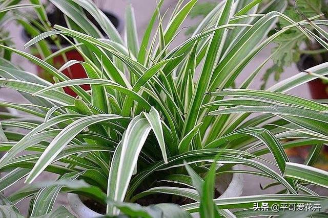 厨房里的“1种垃圾”别扔,养花盆里掺一点,枝叶茂盛、开花艳