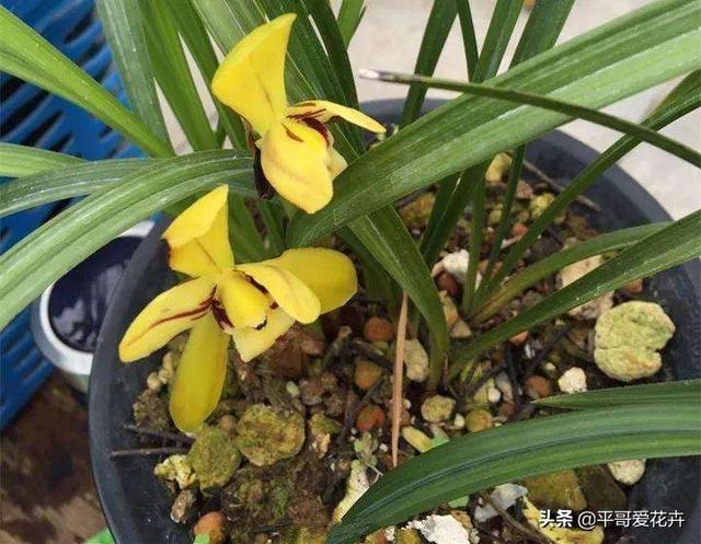 厨房里的“1种垃圾”别扔,养花盆里掺一点,枝叶茂盛、开花艳