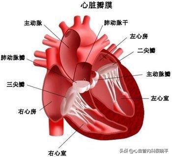心脏“瓣膜反流”,是心脏病吗?