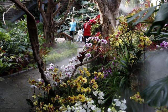 万盆年宵花绽放 来北京植物园逛“鲜花庙会”