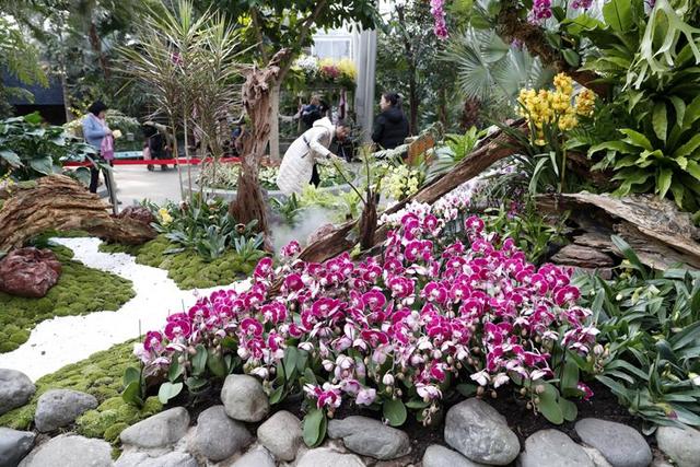 万盆年宵花绽放 来北京植物园逛“鲜花庙会”