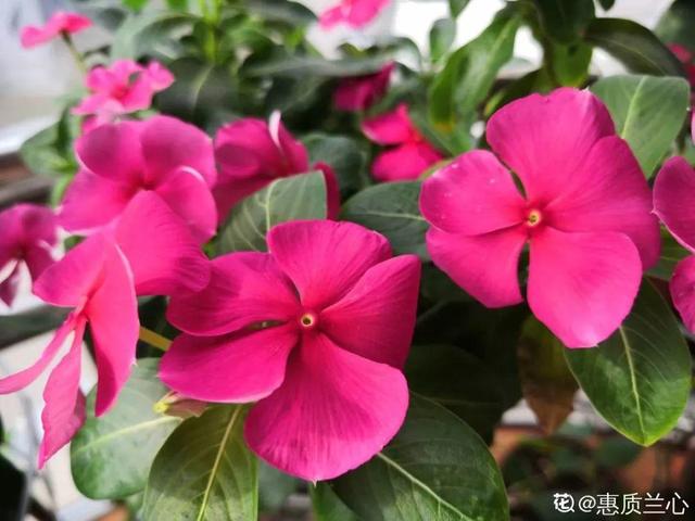 12种懒人花,一年四季都能开,阳台养花必备