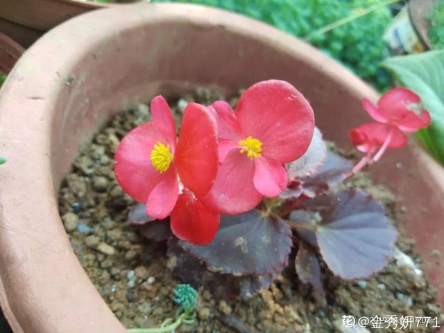12种懒人花,一年四季都能开,阳台养花必备