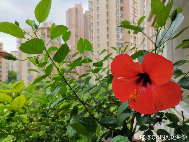 12种懒人花,一年四季都能开,阳台养花必备