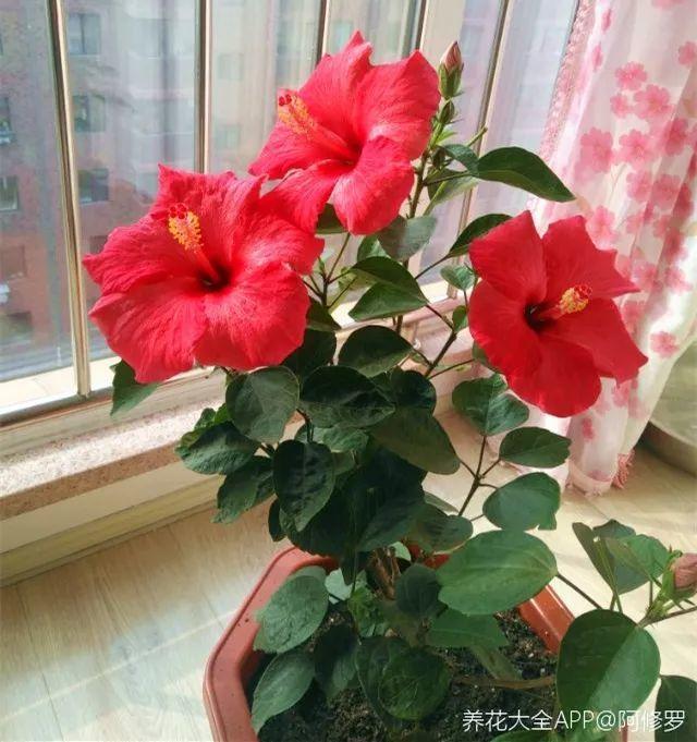 12种懒人花,一年四季都能开,阳台养花必备