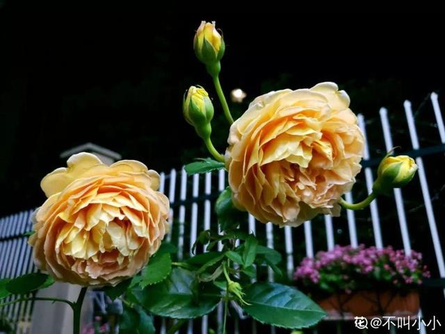 12种懒人花,一年四季都能开,阳台养花必备