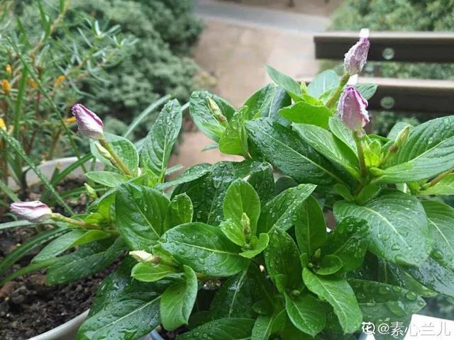12种懒人花,一年四季都能开,阳台养花必备